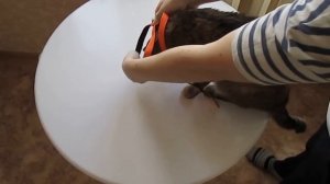 Как надеть шлейку на кошку
