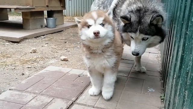 Малыш с мамой! смотреть онлайн