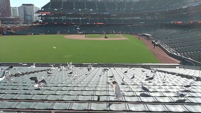 Seagulls raiding the bleachers at Oracle Park after a game, 4/23/23 смотреть онлайн