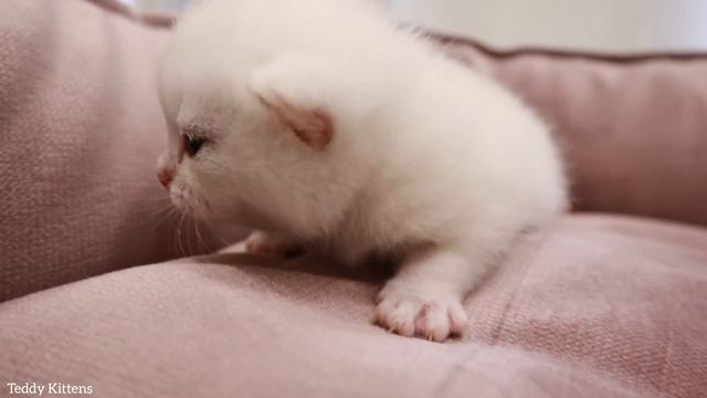Tiny kittens open their eyes ? 12th day after birth смотреть онлайн