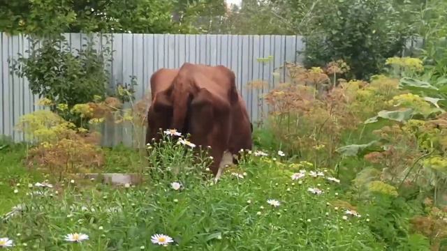 Получила ПРАВА!!! Успели на ДОЙКУ/ В деревне всегда есть РАБОТА! смотреть онлайн