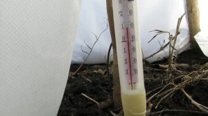 Когда раскрывать саженцы хурмы.