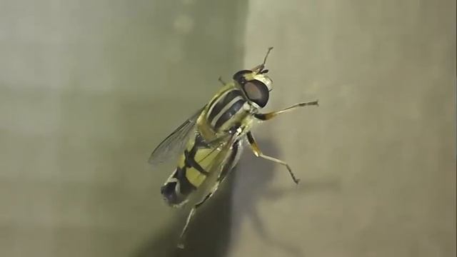 ИНСЕКТАРИЙ: 121. Ильница Трёхполосая (Helophilus trivittatus) смотреть онлайн