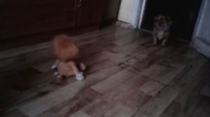Собака боится игрушку