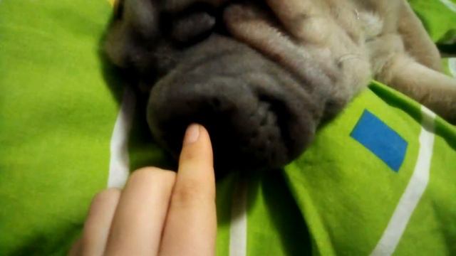 Как мой чёнок спит 🐕🐕🐕🐕🐕🐕🐕🐕🐕🐕 смотреть онлайн