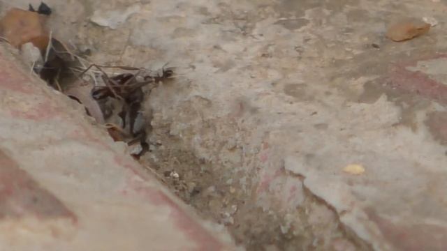 bull ant vs bullet ant - Brave Bull Ant sting and bite in wilderness Challenge part 1 смотреть онлайн
