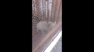 Амурский биолого-туристический центр (Юннатка) - Секретный зоопарк в Благовещенске.