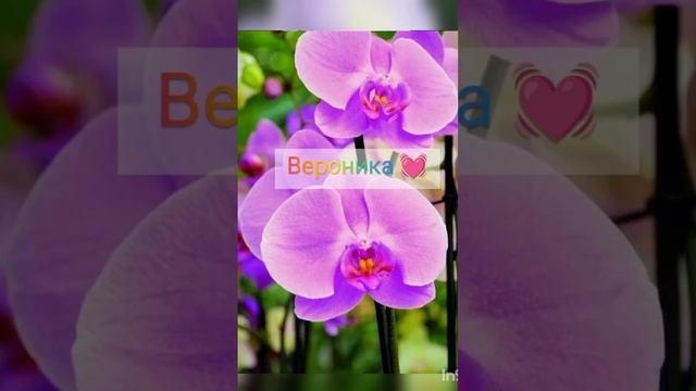 Какой ты цветок по имени ?? ( Всех с Хеллоуином ???) смотреть онлайн