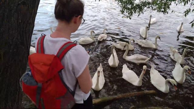 Прага. Много лебедей