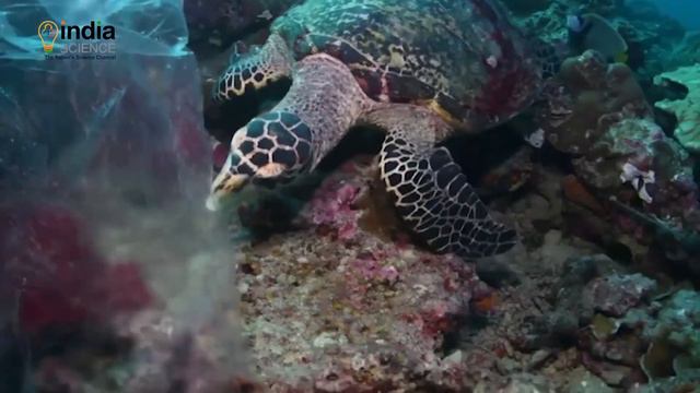 Impact of Plastic on the Environment смотреть онлайн