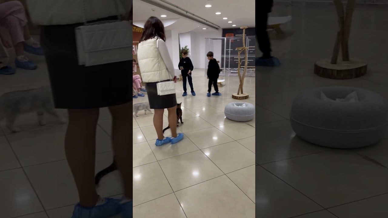 Выставка кошек смотреть онлайн