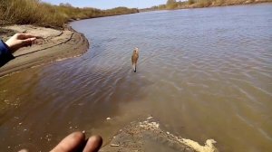 Рыбалка на Чумыше. Алтайский край.