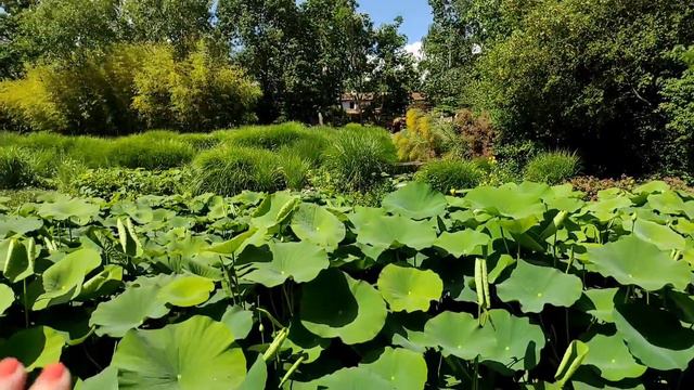 Босиком по пруду с лотосами. Отдохните с нами душой! Le jardin des Martels смотреть онлайн