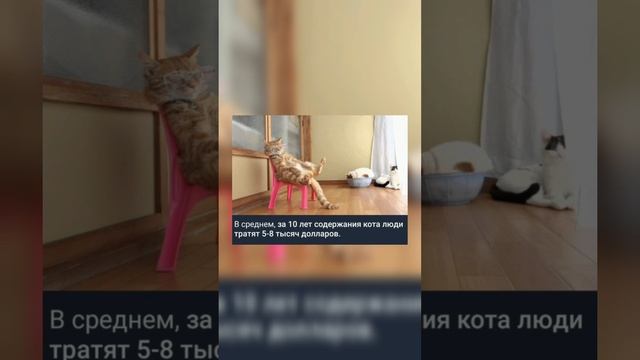В среднем, за 10 лет содержания кота люди тратят 5-8 тысяч долларов. смотреть онлайн