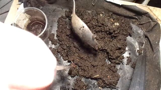 Eisenia fetida мокрый корм безвреден 14.01.2015 1 смотреть онлайн