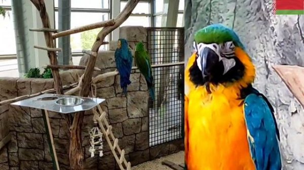 Zoológico de Minsk - Минский зоопарк