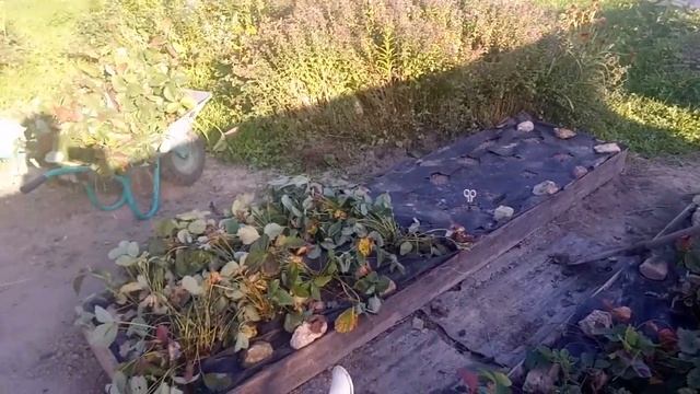Пересадили клубнику дача Август 2019 смотреть онлайн