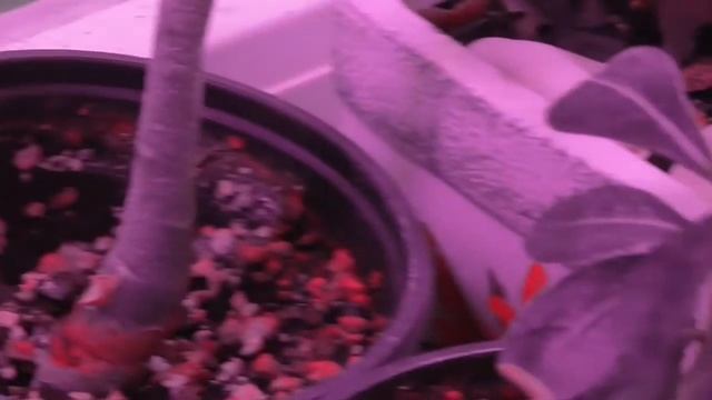 Мурайя метельчатая появились ягоды