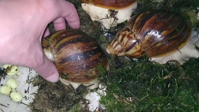 Архахатина маргината овум Сильверы, Беларусь. То же решили не отставать от своих))) смотреть онлайн