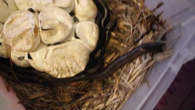 Carpet Python Eggs Hatching. February 2017. Snake Out! Brisbane Snake Catchers смотреть онлайн