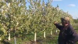 Черешня Сильвия на подвое ВСЛ-2 шестилетние деревья!