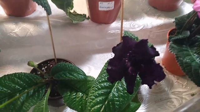 Комнатные цветы . 21 марта 2020 года. Выставка комнатных растений в ДК Железнодорожников .Часть 4. смотреть онлайн