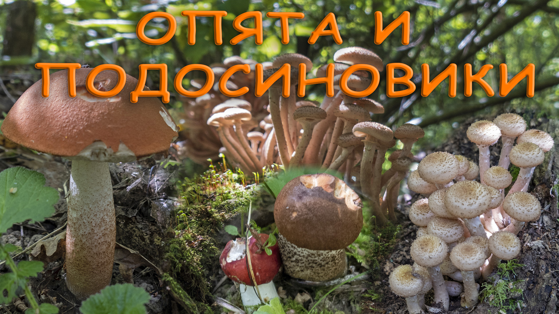 По грибы 2023! Продолжаю стрижку опят! Осенние опята и подосиновики! За грибами в сентябре! смотреть онлайн