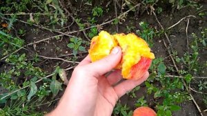 Персик Роял Саммер