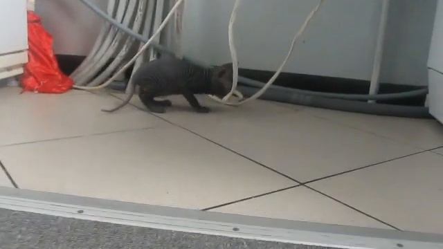 украинский левкой продажа котят смотреть онлайн