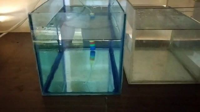 Разведение Неонов, мой скромный опыт смотреть онлайн