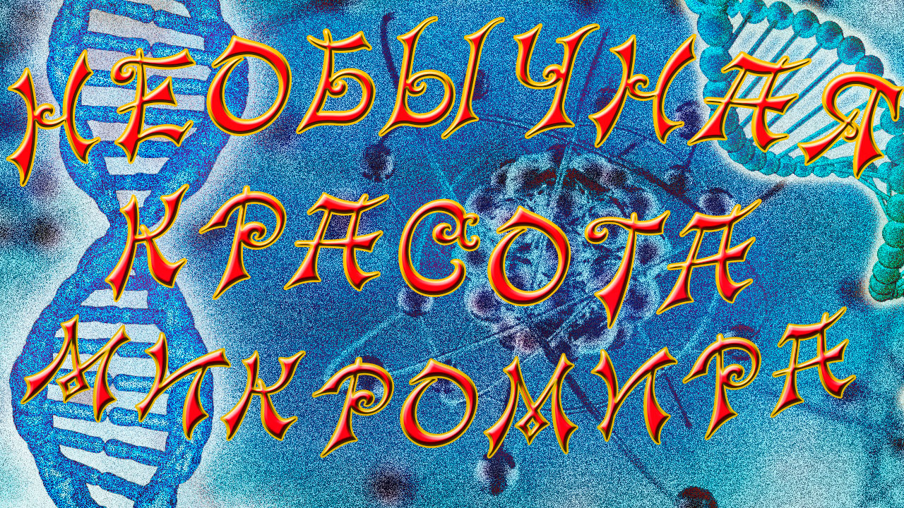 Мир под микроскопом. Необычная красота микромира.