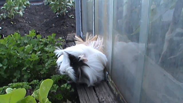 Guinea pig helpes his owners in garden. Funny animals. Морская свинка помогает хозяевам в огороде смотреть онлайн