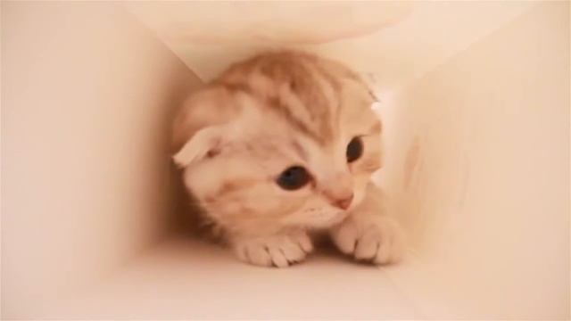 Котёнок просто прелесть смотреть онлайн