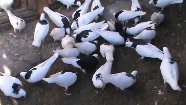 Утреннее кормление.Б смотреть онлайн