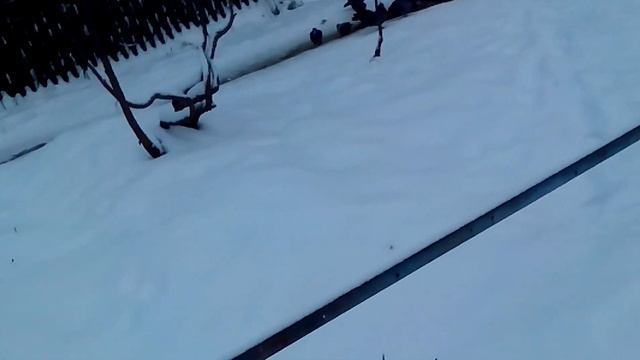 Самый продвинутый способ уборки снега с земельного участка смотреть онлайн