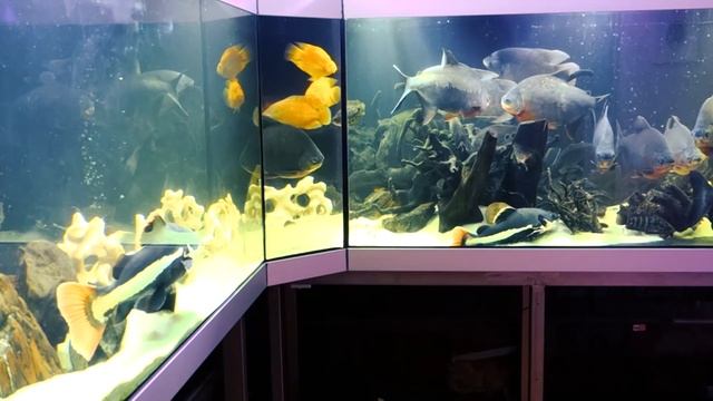 Большой аквариум дома. Просто огромный. Огромные рыбы смотреть онлайн