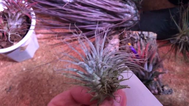 ティランジア　イオナンタ　サキュレントフォーム（多肉イオナンタ）が開花 смотреть онлайн