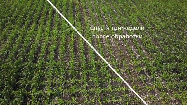 Кордус® Плюс - мощное оружие для защиты кукурузы смотреть онлайн