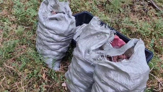 ЗА КЕДРОВОЙ ШИШКОЙ НА  MISHIMO 370 PRO