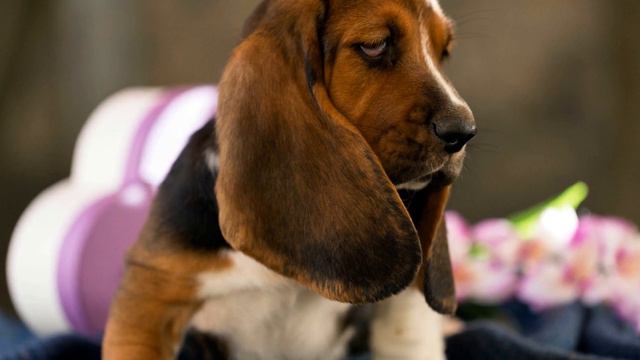 Basset Hound Coat Colors and Patterns смотреть онлайн