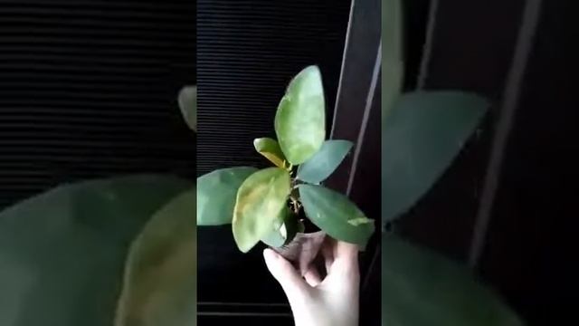 Диверсифолия расписная смотреть онлайн