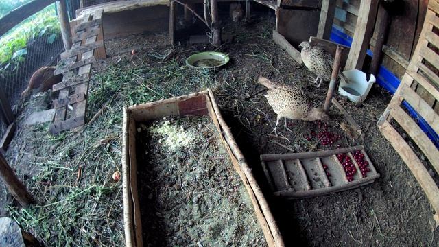 Чем кормить фазанов? Жуки колорадские, ягода вишни и проростки зерносмеси в рационе фазанов смотреть онлайн