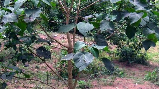 Познавариум. Самые необычные растения мира смотреть онлайн