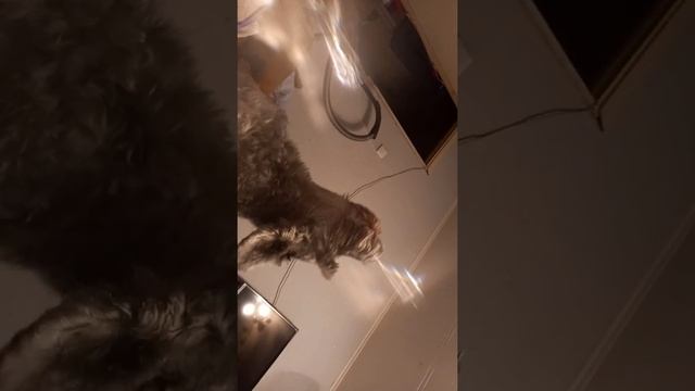 пытаюсь научить собаку петь смотреть онлайн