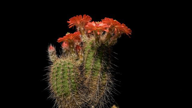 Echinocereus polyacanthus, Mexico, Chihuahua, Cienequita смотреть онлайн