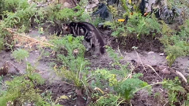 Защита кур несушек от коршуна смотреть онлайн