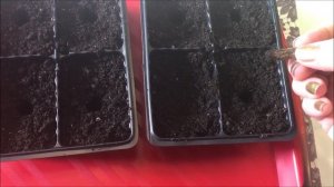 Душистый горошек из семян.  Проращивание.  Посадка.  Всходы.