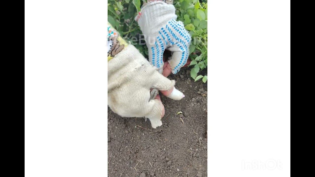 шиповник - лучший подвой для роз!)? смотреть онлайн