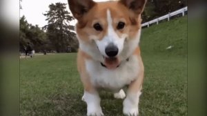 ▶ ЛАЙ СОБАКИ.? 10 разных звуков лая собаки за 1 минуту.