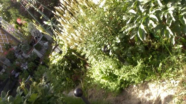 Горечавки в моём саду. Посадите их, не пожалеете! смотреть онлайн